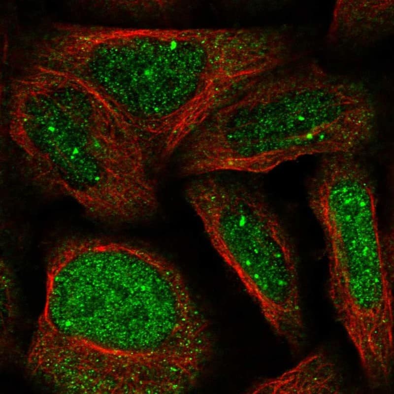 Staining of human cell line U-2 OS shows localization to nucleoplasm & nuclear bodies.