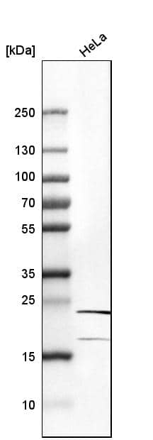 Analysis in human cell line HeLa.