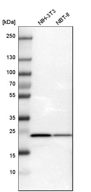 Analysis in mouse cell line NIH-3T3 and rat cell line NBT-II.