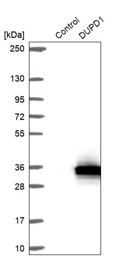 Analysis in control (vector only transfected HEK293T lysate) and DUPD1 over-expression lysate (Co-expressed with a C-terminal myc-DDK tag (~3.1 kDa) in mammalian HEK293T cells).