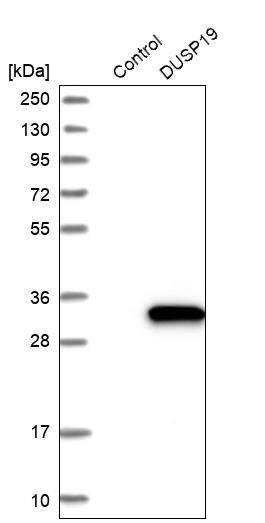 Analysis in control (vector only transfected HEK293T lysate) and DUSP19 over-expression lysate (Co-expressed with a C-terminal myc-DDK tag (~3.1 kDa) in mammalian HEK293T cells).