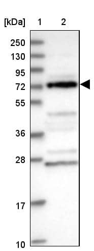 Lane 1: Marker [kDa] 250, 130, 95, 72, 55, 36, 28, 17, 10Lane 2: Human cell line RT-4
