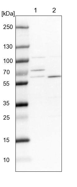 Lane 1: NIH-3T3 cell lysate (Mouse embryonic fibroblast cells))Lane 2: NBT-II cell lysate (Rat Wistar bladder tumour cells))