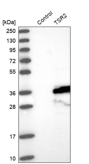 Western Blot TSR2 Antibody - BSA Free