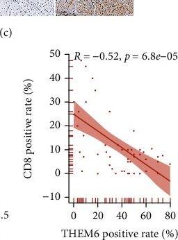 Immunohistochemistry THEM6 Antibody - BSA Free