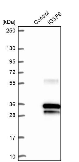 Western Blot IGSF6/DORA Antibody