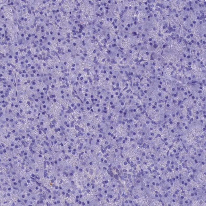 Immunohistochemistry-Paraffin IGSF6/DORA Antibody - BSA Free