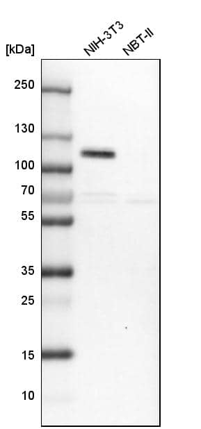 Analysis in mouse cell line NIH-3T3 and rat cell line NBT-II.
