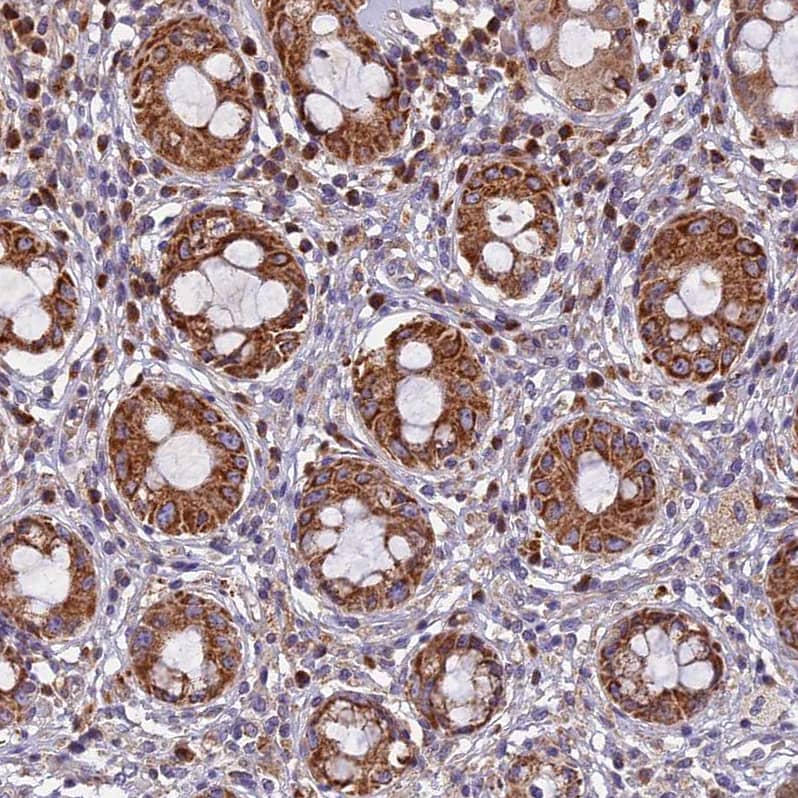 Staining of human rectum shows strong cytoplasmic granular positivity in glandular cells.