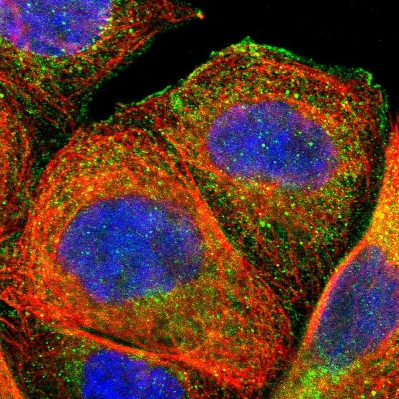 Immunocytochemistry/ Immunofluorescence FMNL3 Antibody - BSA Free
