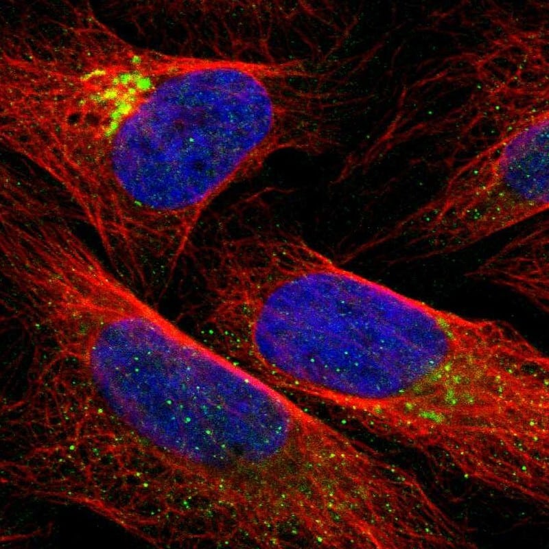 Staining of human cell line U-2 OS shows localization to the Golgi apparatus.
