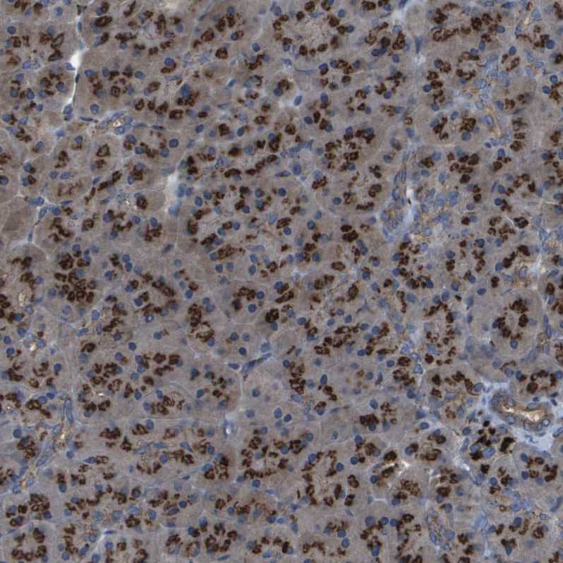 Staining of human pancreas shows strong cytoplasmic positivity in exocrine glandular cells.