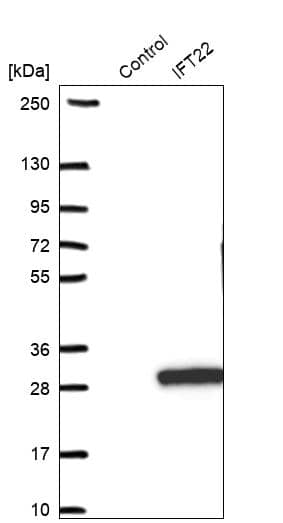 Western Blot RABL5 Antibody - BSA Free