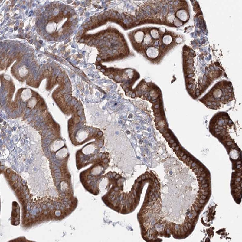 Staining of human duodenum shows strong cytoplasmic positivity in glandular cells.
