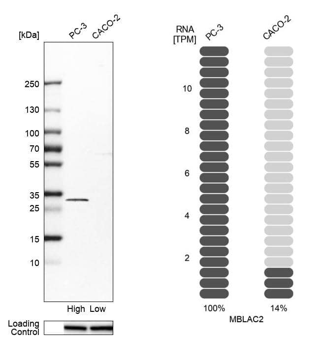 Analysis in human cell lines PC-3 and Caco-2 using Anti-MBLAC2 antibody. Corresponding MBLAC2 RNA-seq data are presented for the same cell lines. Loading control: Anti-HSP90B1.