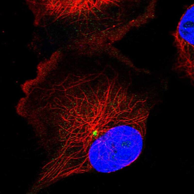 Staining of human cell line U-251 MG shows localization to centrosome.
