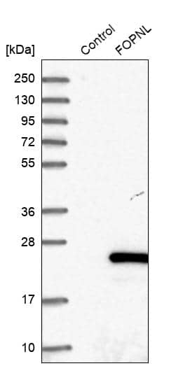 Analysis in control (vector only transfected HEK293T lysate) and FOPNL over-expression lysate (Co-expressed with a C-terminal myc-DDK tag (~3.1 kDa) in mammalian HEK293T cells).