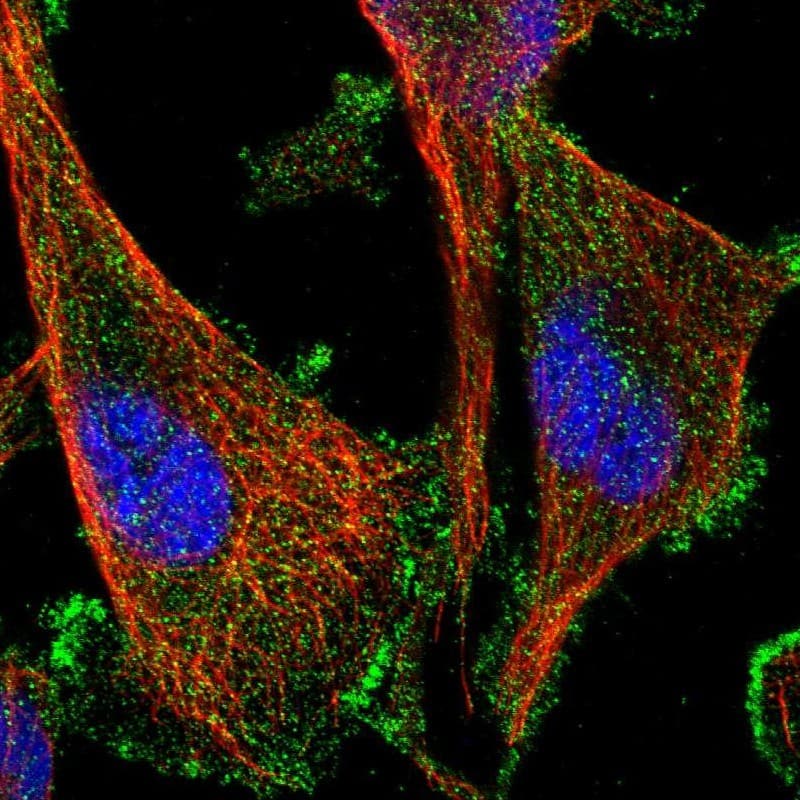 Staining of human cell line U-251 MG shows localization to plasma membrane.