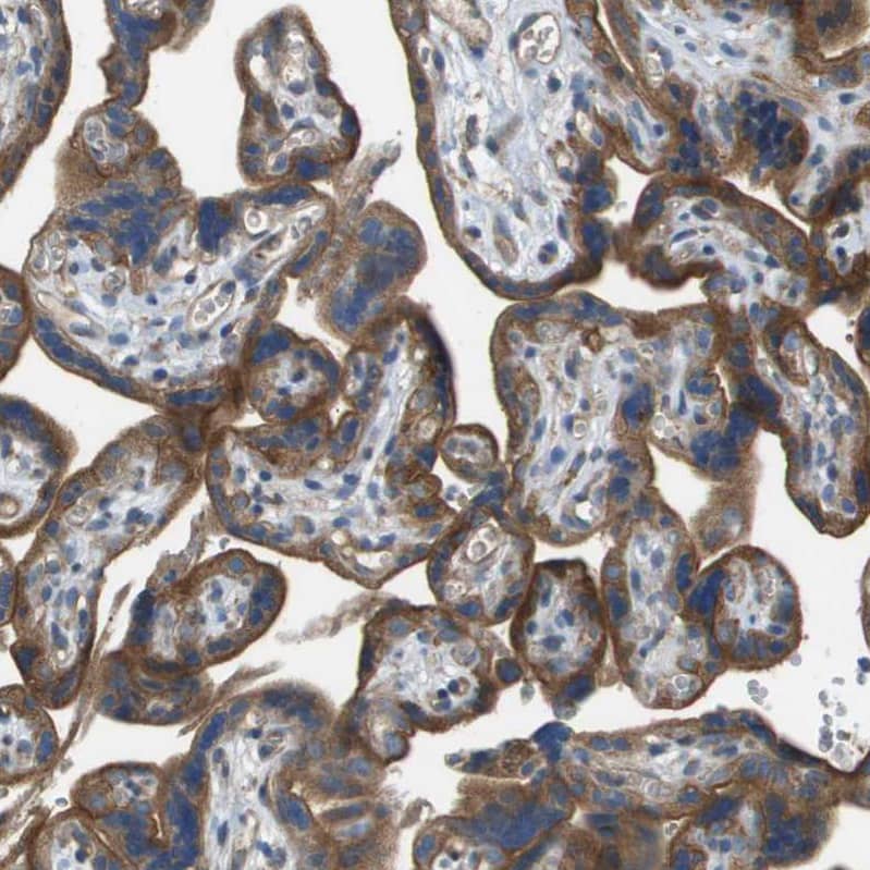 Immunohistochemistry-Paraffin NRK Antibody - BSA Free