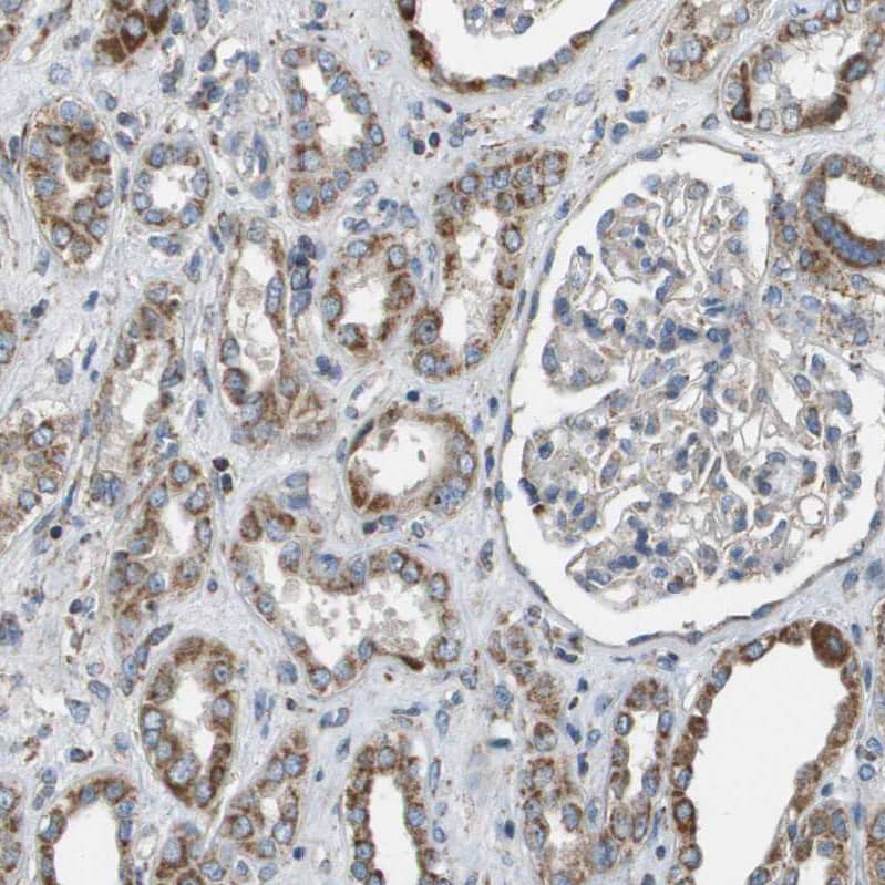 Immunohistochemistry-Paraffin NRK Antibody - BSA Free