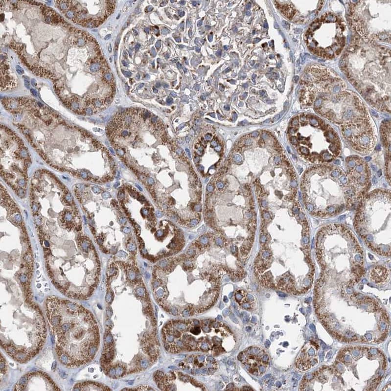 Staining of human kidney shows strong cytoplasmic granular positivity in cells in tubules.