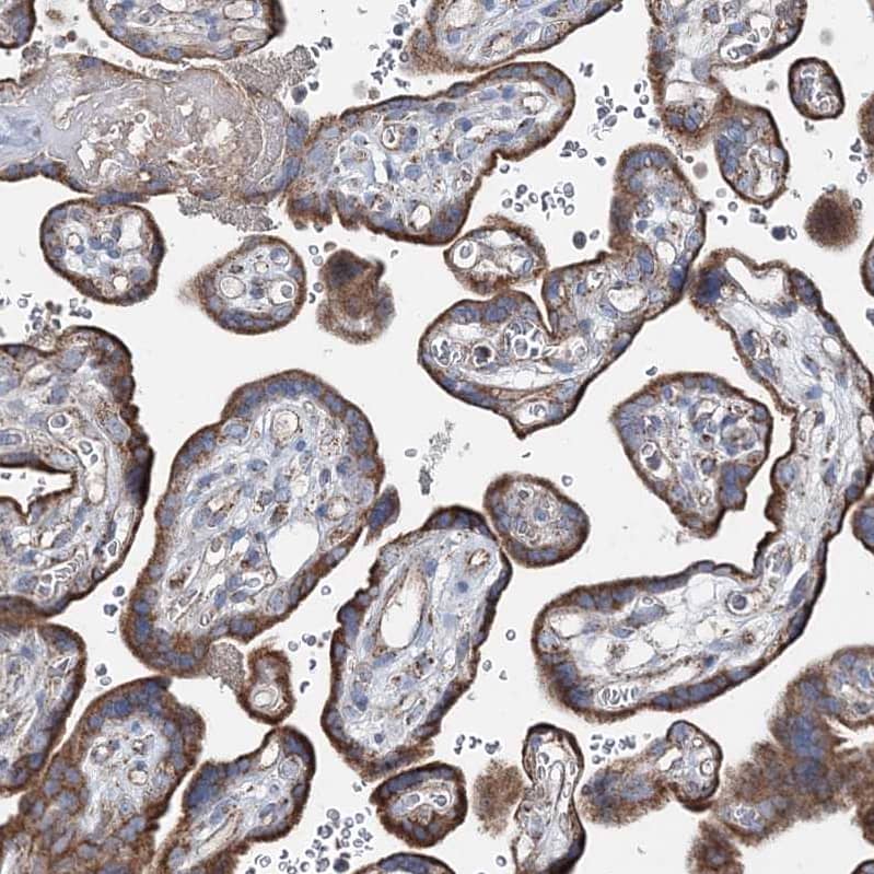 Staining of human placenta shows strong cytoplasmic granular positivity in trophoblastic cells.