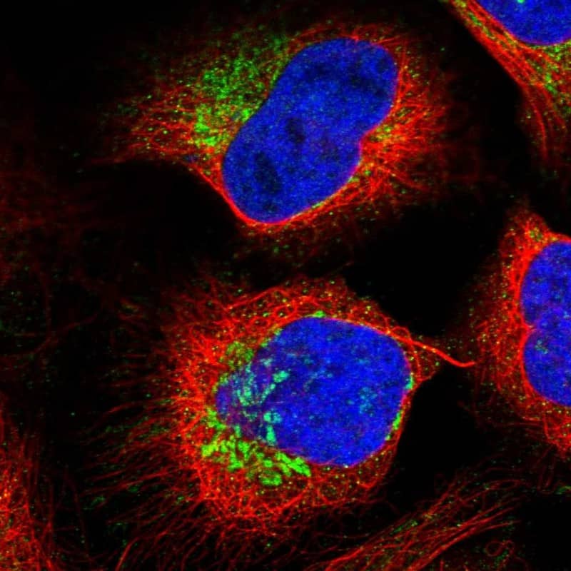 Staining of human cell line U-2 OS shows localization to mitochondria.