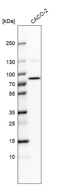 Analysis in human cell line CACO-2.