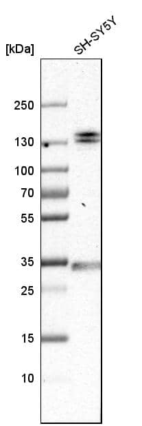 Analysis in human cell line SH-SY5Y.