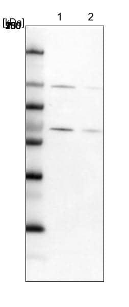 Lane 1: NIH-3T3 cell lysate (Mouse embryonic fibroblast cells))Lane 2: NBT-II cell lysate (Rat Wistar bladder tumour cells))