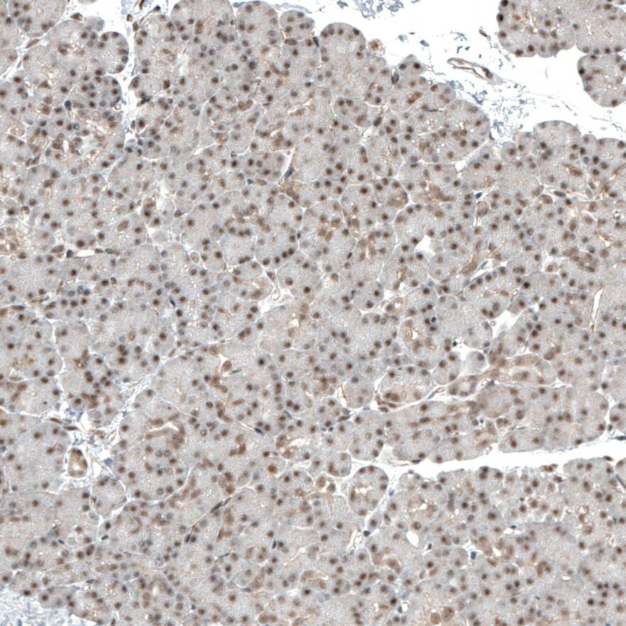 Staining of human pancreas shows moderate nuclear positivity in exocrine glandular cells.