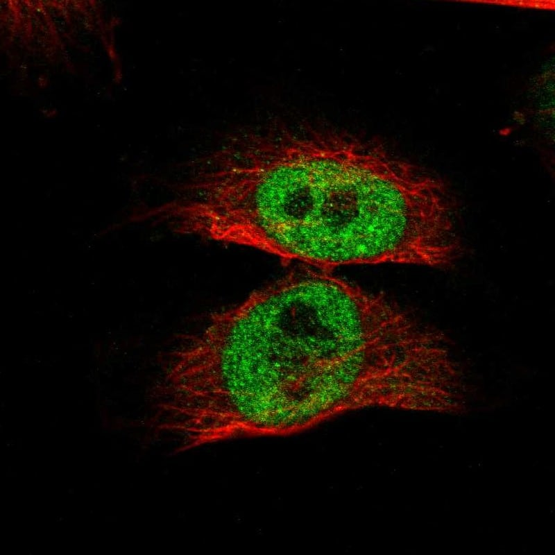 Staining of human cell line U-251 MG shows localization to nucleoplasm.