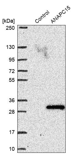 Western Blot ANAPC15 Antibody - BSA Free