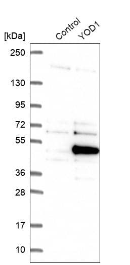 Analysis in control (vector only transfected HEK293T lysate) and YOD1 over-expression lysate (Co-expressed with a C-terminal myc-DDK tag (~3.1 kDa) in mammalian HEK293T cells, LY413000).