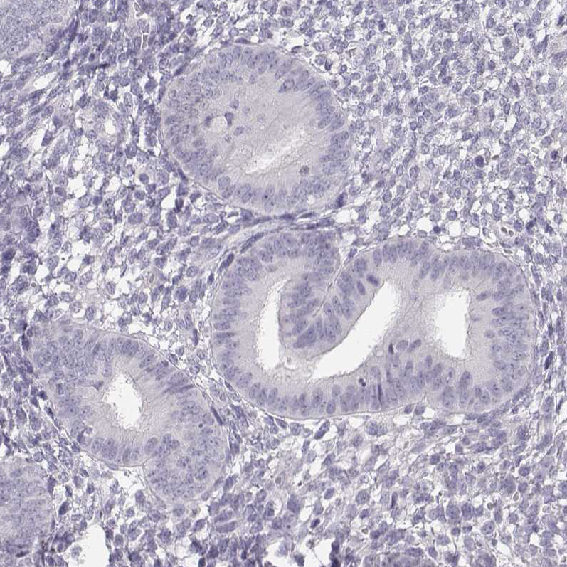 Staining of human endometrium shows no positivity in glandular cells as expected.