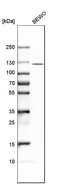Western Blot ADAMTSL4 Antibody - BSA Free