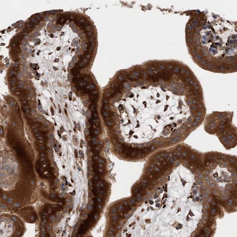 Staining of human placenta shows strong cytoplasmic positivity in trophoblastic cells.