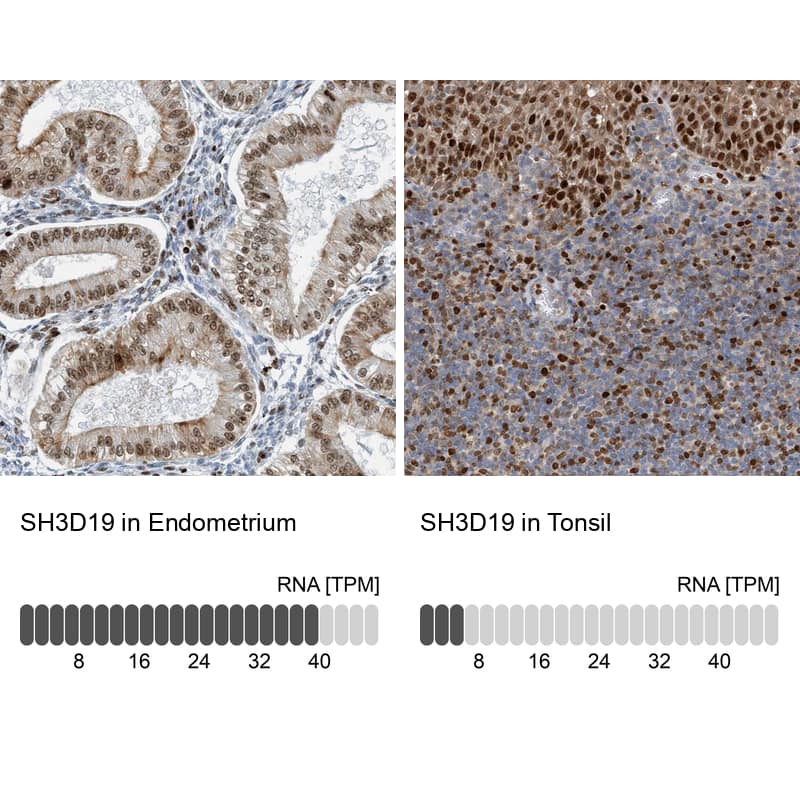 <b>Orthogonal Strategies Validation. </b>Analysis in human endometrium and tonsil tissues using HPA016424 antibody. Corresponding SH3D19 RNA-seq data are presented for the same tissues.
