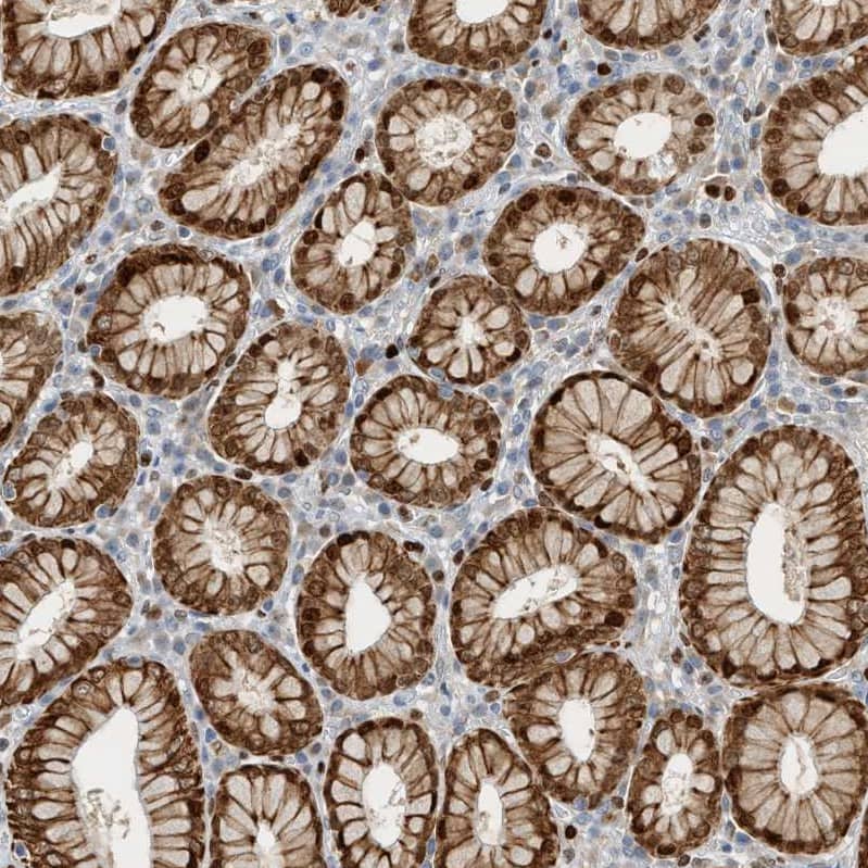 Staining of human stomach shows strong cytoplasmic-nucleus positivity in glandular cells and nucleus positivity in lymphoid cells.