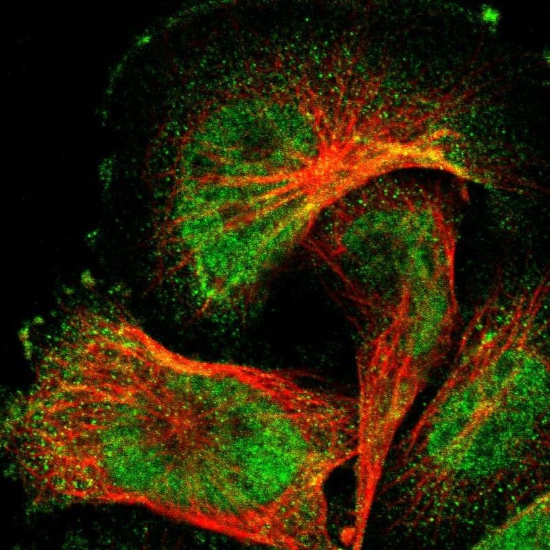 Immunocytochemistry/ Immunofluorescence WW domain binding protein 5 Antibody - BSA Free
