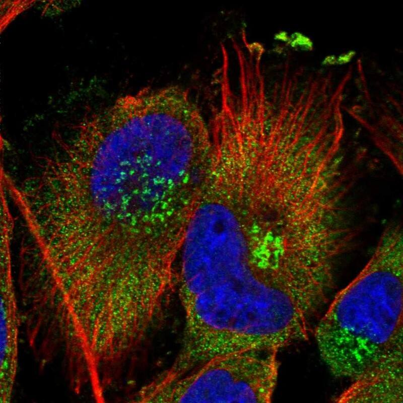 Staining of human cell line U-251 MG shows localization to cytosol & the Golgi apparatus.