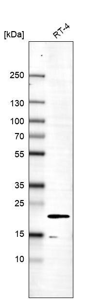Analysis in human cell line RT-4.