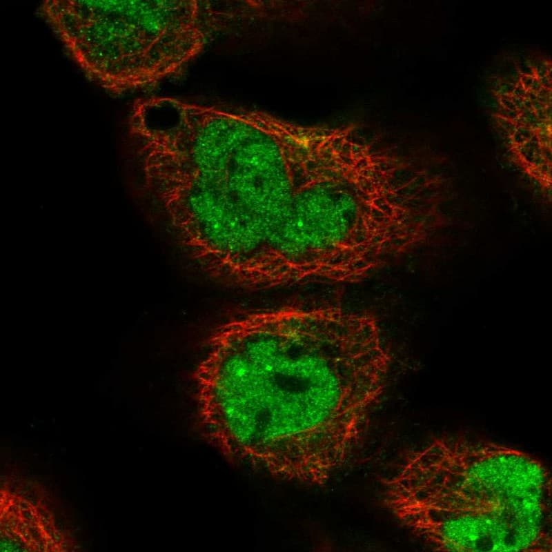 Immunocytochemistry/ Immunofluorescence NIPAL3 Antibody - BSA Free