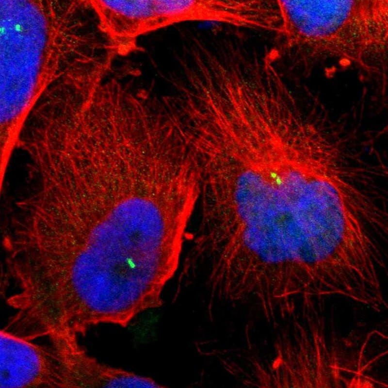 Staining of human cell line U-251 MG shows localization to centrosome.