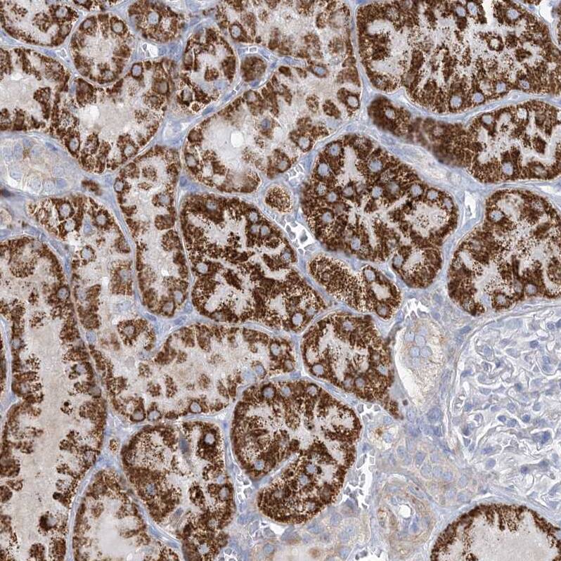 Immunohistochemistry-Paraffin MOXD1 Antibody - BSA Free