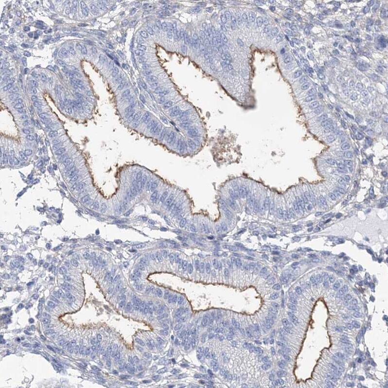 Immunohistochemistry-Paraffin MOXD1 Antibody - BSA Free