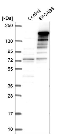 Analysis in control (vector only transfected HEK293T lysate) and EFCAB6 over-expression lysate (Co-expressed with a C-terminal myc-DDK tag (~3.1 kDa) in mammalian HEK293T cells, LY404761).