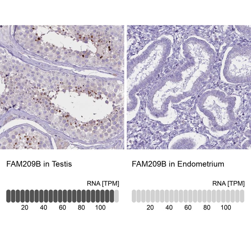 Analysis in human testis and endometrium tissues using HPA042144 antibody. Corresponding FAM209B RNA-seq data are presented for the same tissues.
