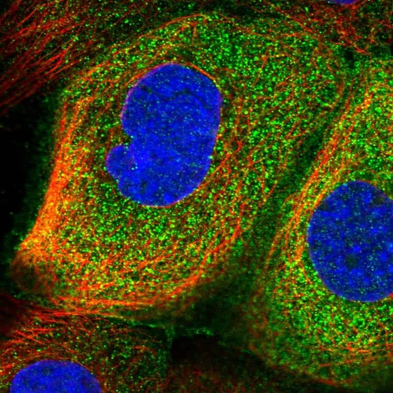 Immunocytochemistry/ Immunofluorescence RSPH3 Antibody - BSA Free