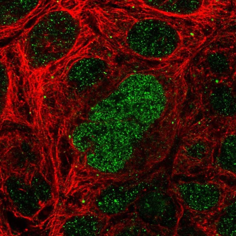Staining of human cell line CACO-2 shows localization to nucleoplasm.